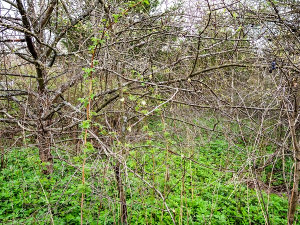 Underbrush Clearing in Coeur D Alene