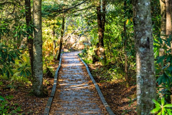 Trail Clearing in Coeur D Alene